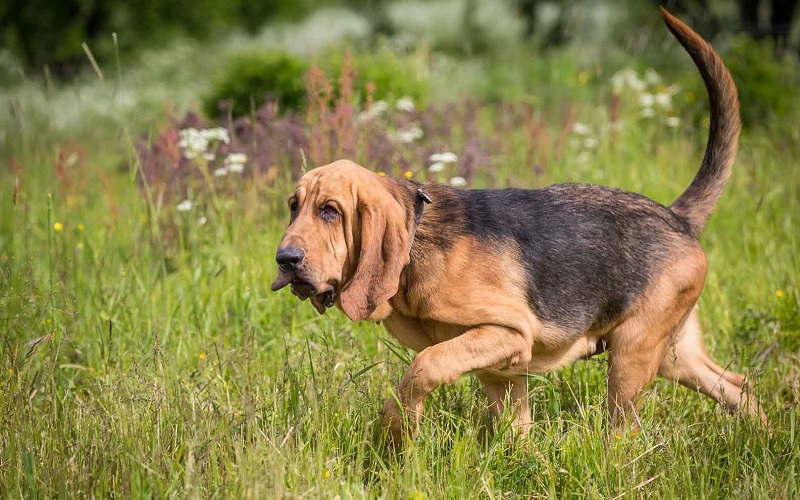 Bloodhound Hunting Dog