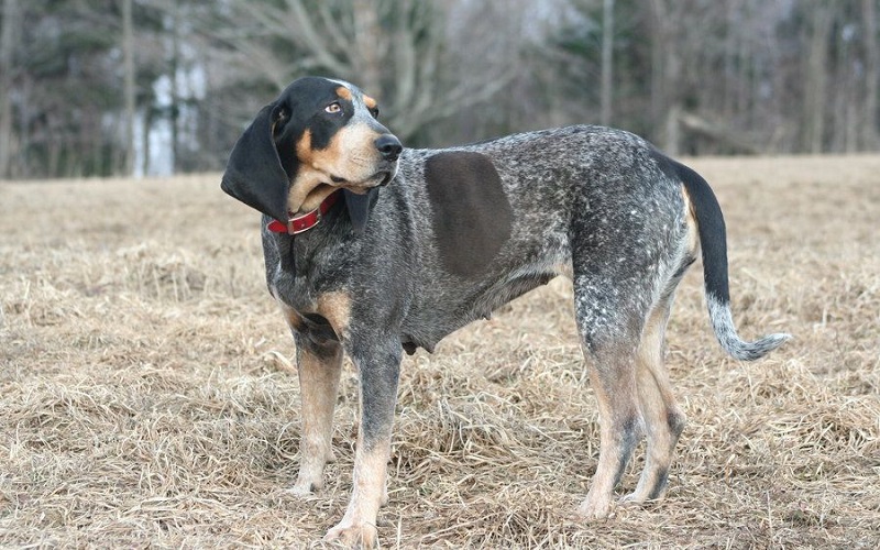 Bluetick Coonhound Hunting Dogs