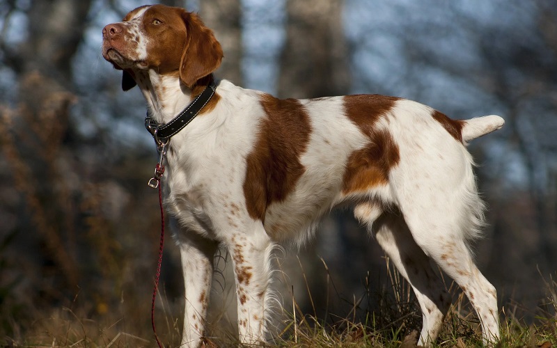 Brittany Spaniel Hunting Dog