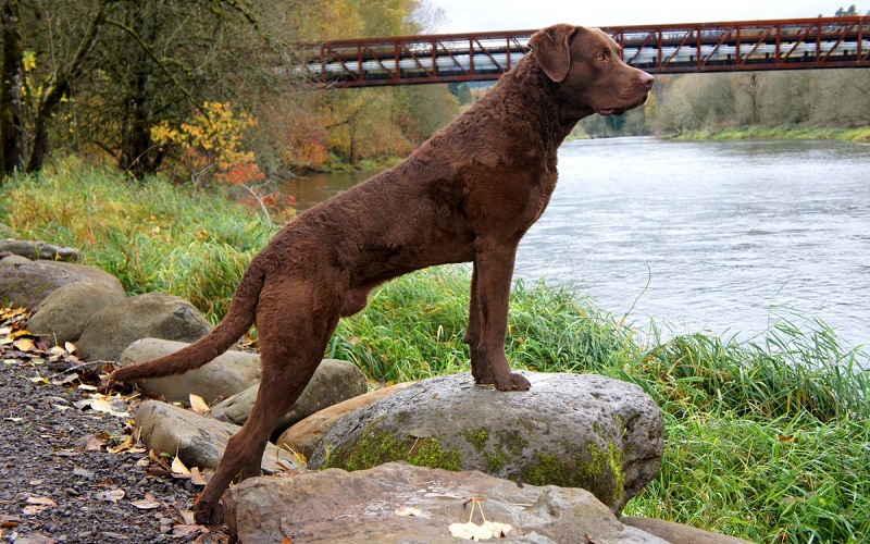 Chesapeake Bay Retriever Hunting Dog
