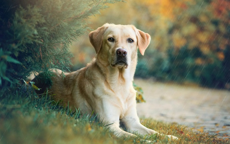 Labrador Retriever Hunting Dog