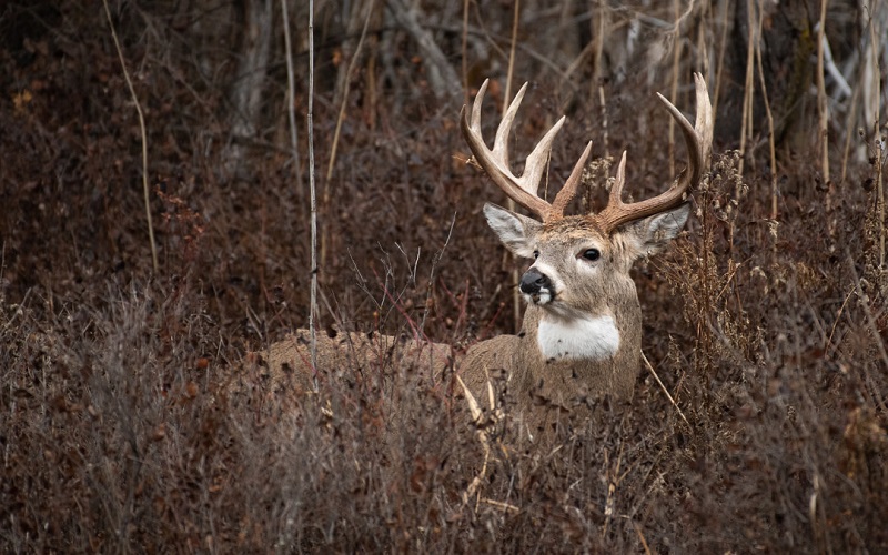 How To Find And Use Public Land For Hunting