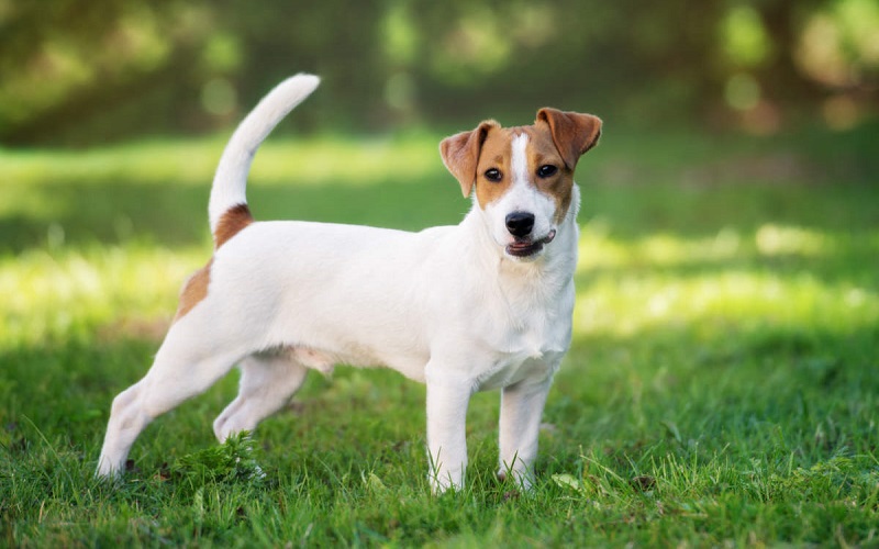 Jack Russell Dog Hunting Dog