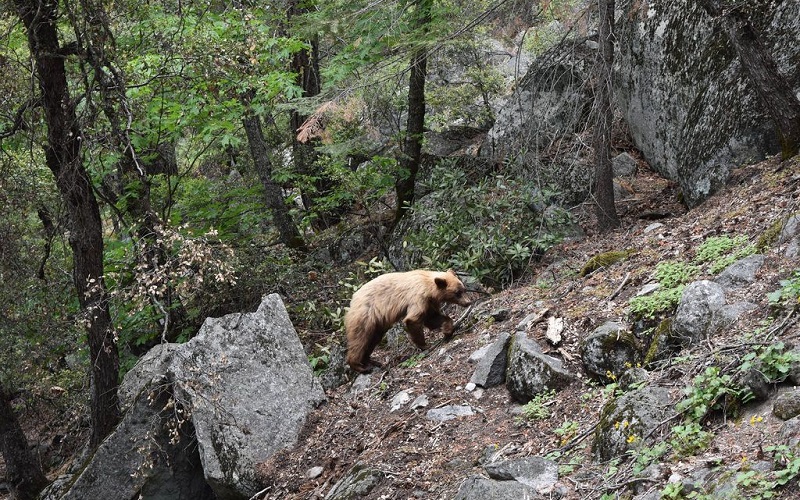 Staying Safe While On Hiking Trails