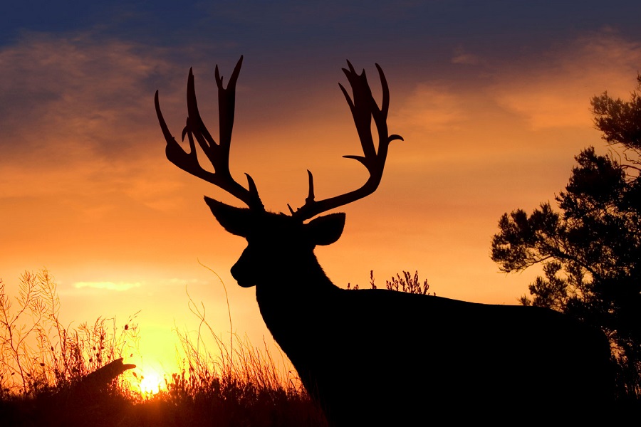 10 Best Elk Spots in the US