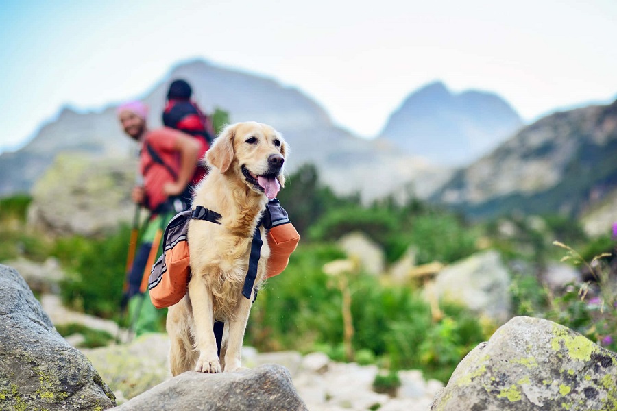 Hiking With Dogs Safely: 4 Ways to Stay Safe