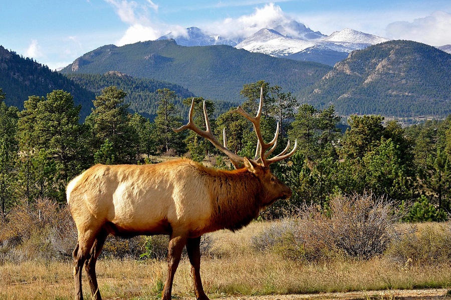 Hunting the Wild: North American Big Game Animals to Pursue
