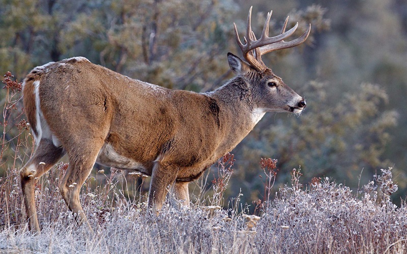 Hunting The Wild: North American Big Game Animals To Pursue