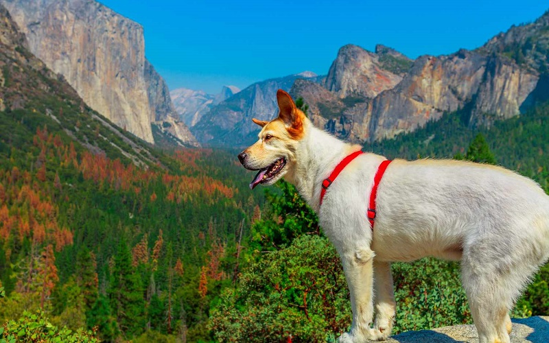 Dog-Friendly Hiking Trails